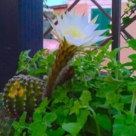 Fiore Apartamento *